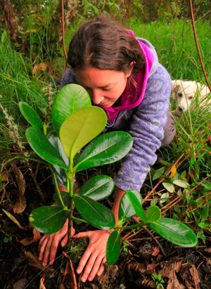 Kindicocha siembras de Paz árboles andinoamazónicos peligro de extinción