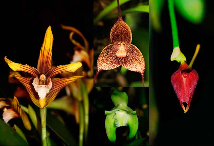 orquideas fundacion kindicocha reserva dantakunapa