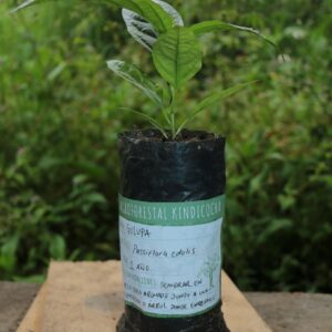 Plántulas de Especies Nativas en Peligro